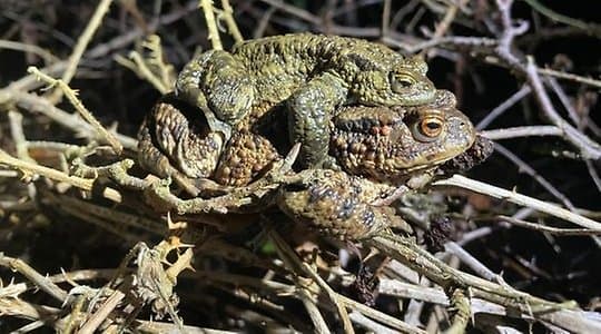 Grod- och paddvandring på Kullaberg