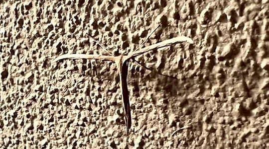 Föredrag om insekter